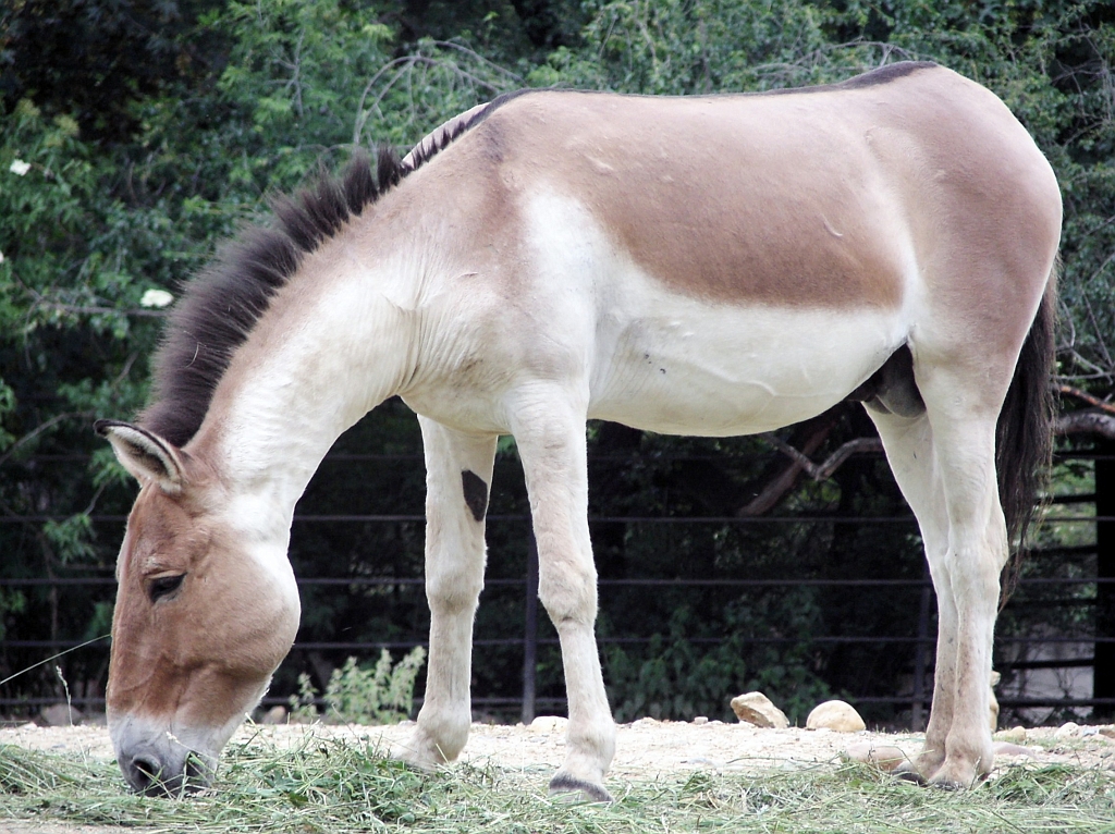 Equus przewalskii.jpg -            